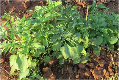 Phytochemical and Nutritional Quality Changes During Irrigation and Postharvest Processing of the Underutilized Vegetable African Nightshade